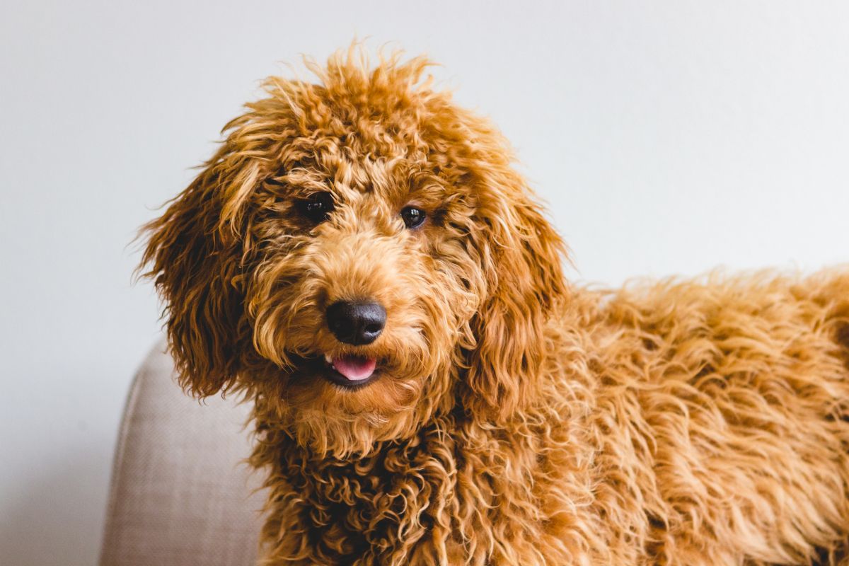 goldendoodle