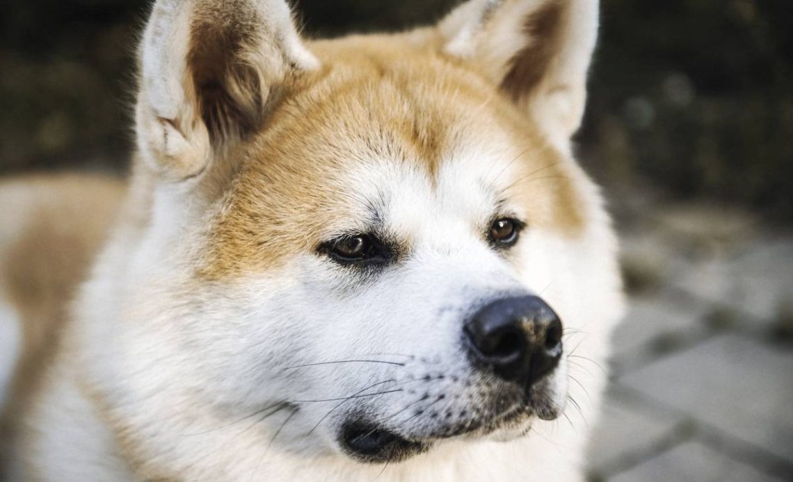 akita inu