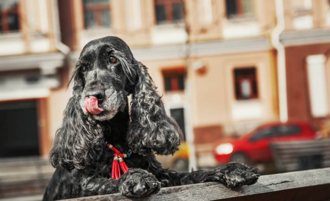 angielski cocker spaniel