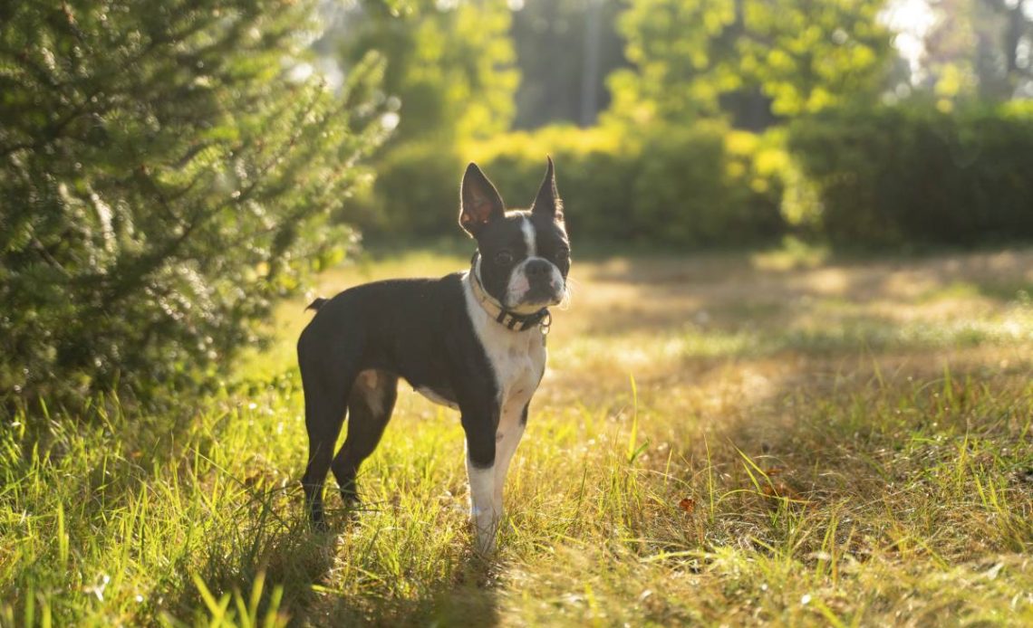 boston terrier