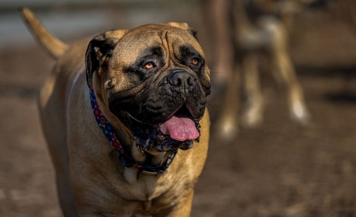 bullmastiff