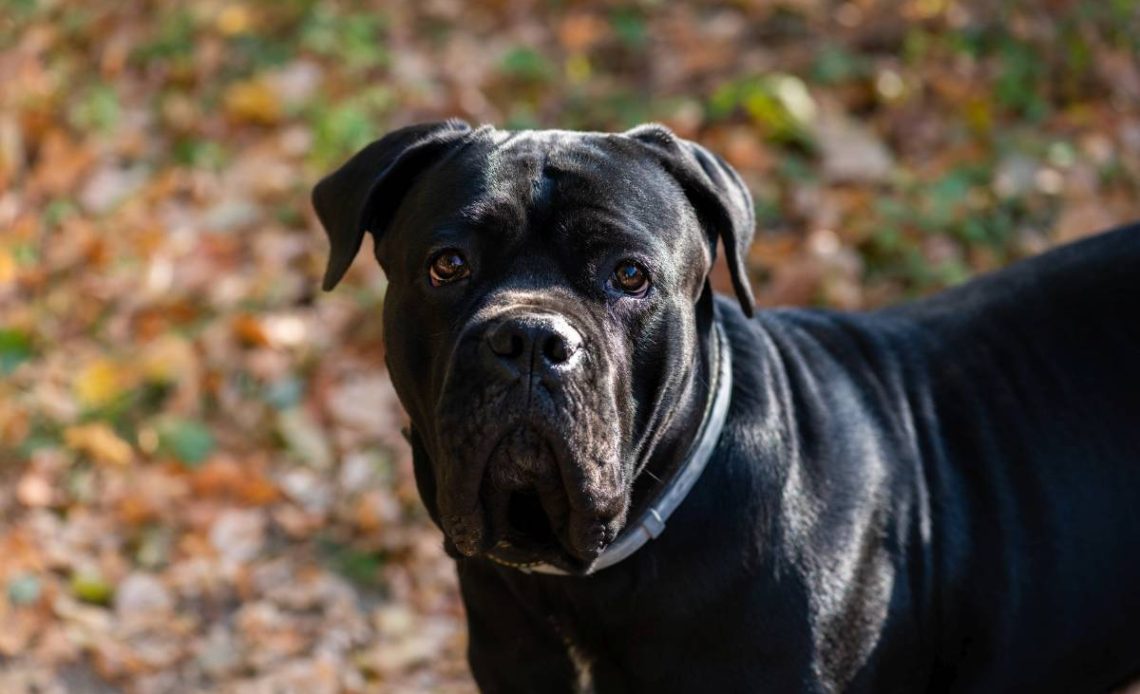 cane corso