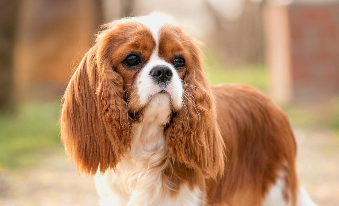 cavalier king charles spaniel