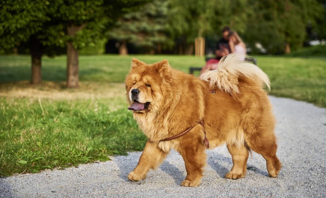 chow chow