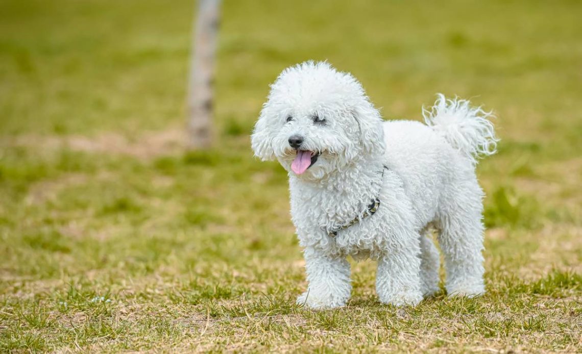 coton de tulear