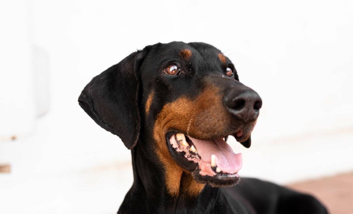 doberman