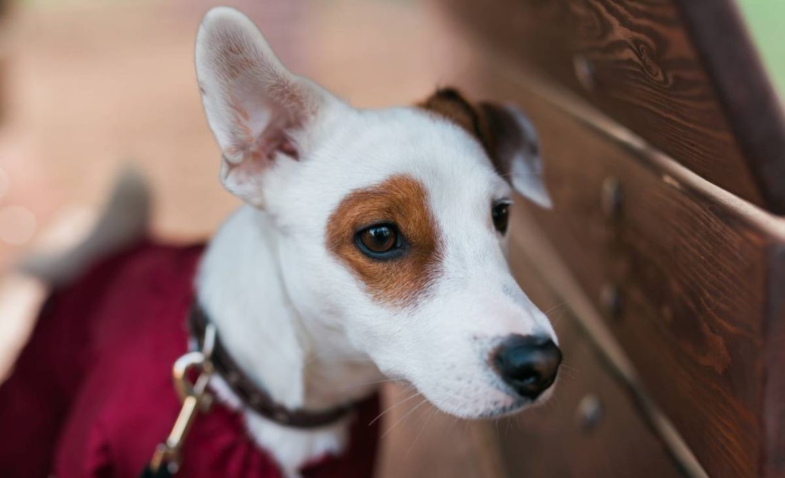 jack russell terrier