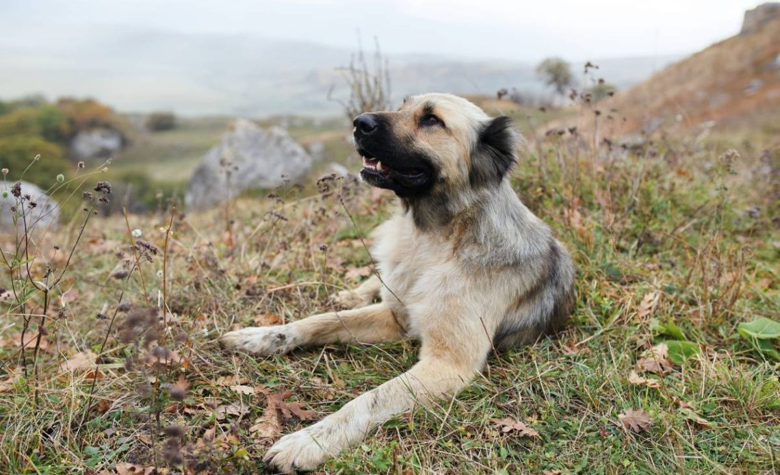 kangal