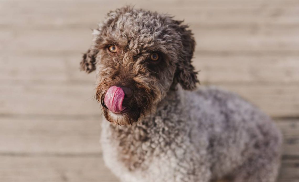 Lagotto Romagnolo