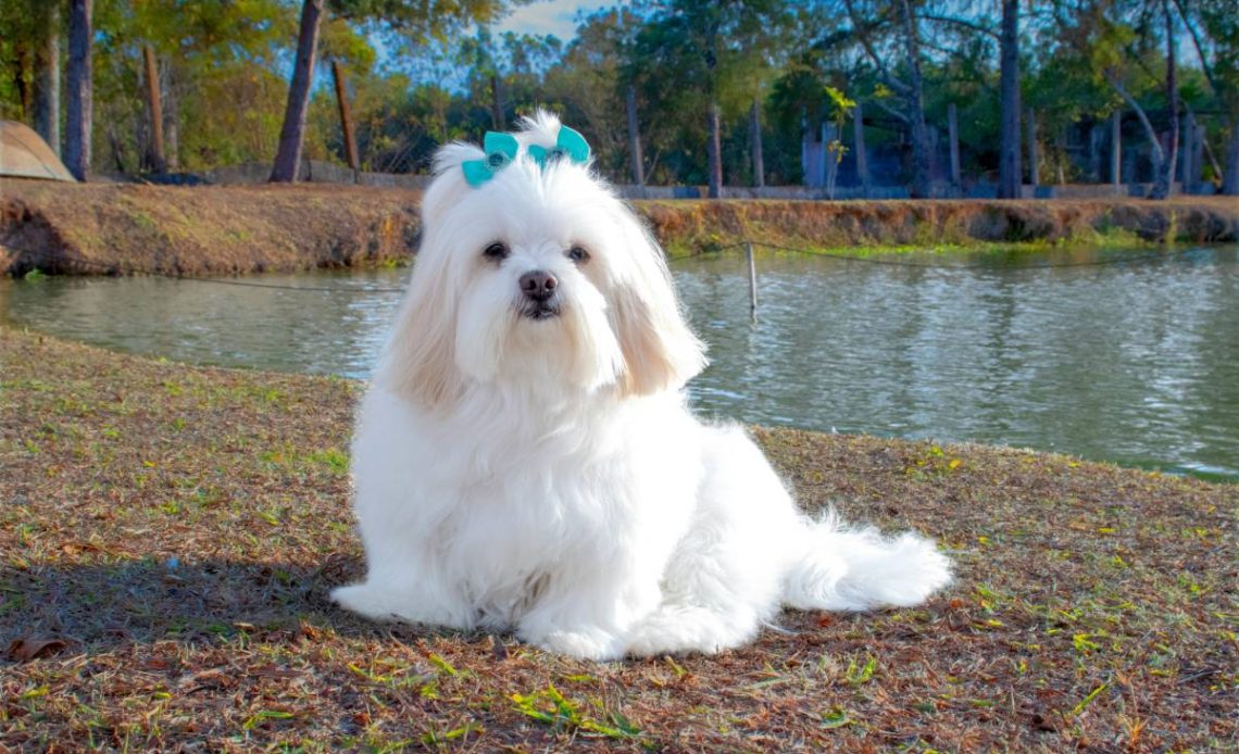 Lhasa apso
