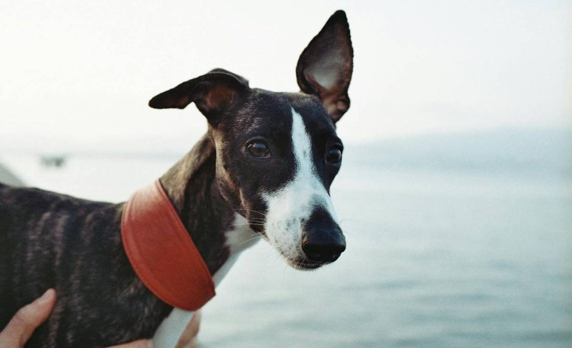 Whippet