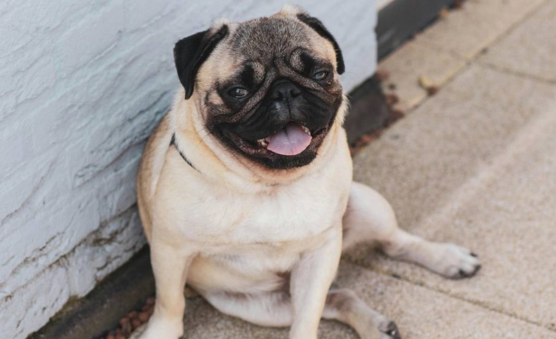 mops